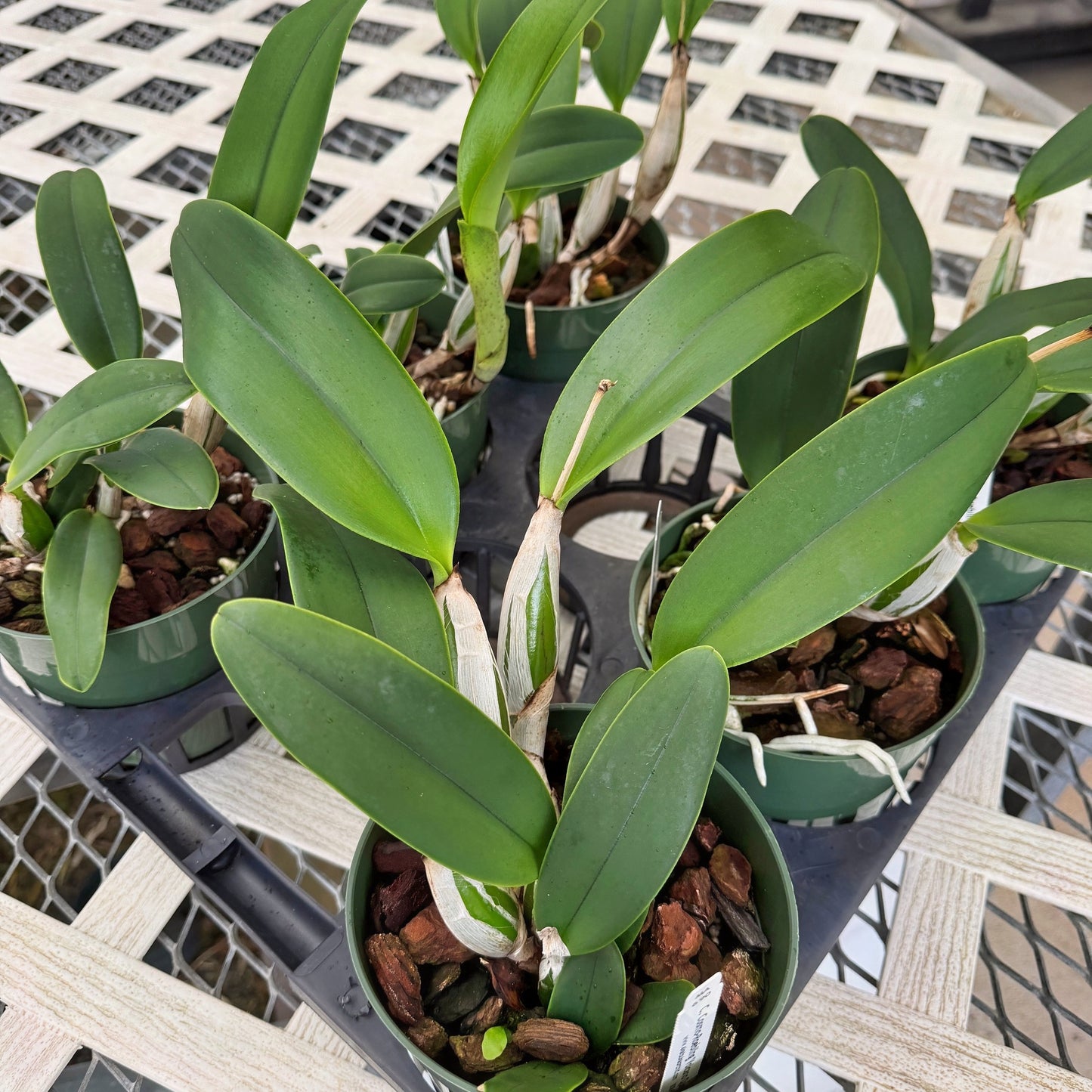 C. Cosmo-Roebling 'Volcano Queen' (5.5" Pot) - Not Blooming