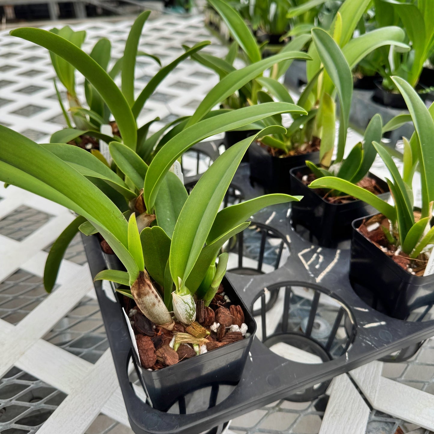 C. Tokyo Life (4" Pot) - Not Blooming