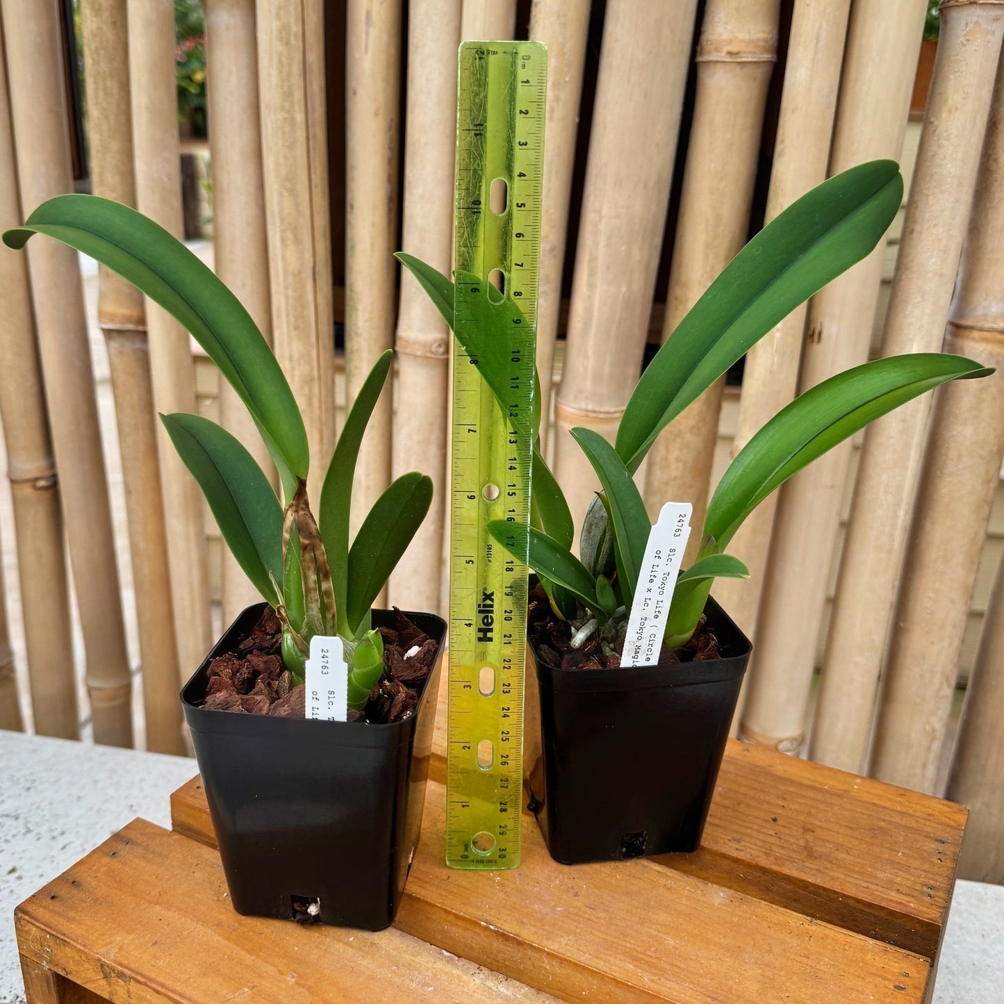 C. Tokyo Life (4" Pot) - Not Blooming