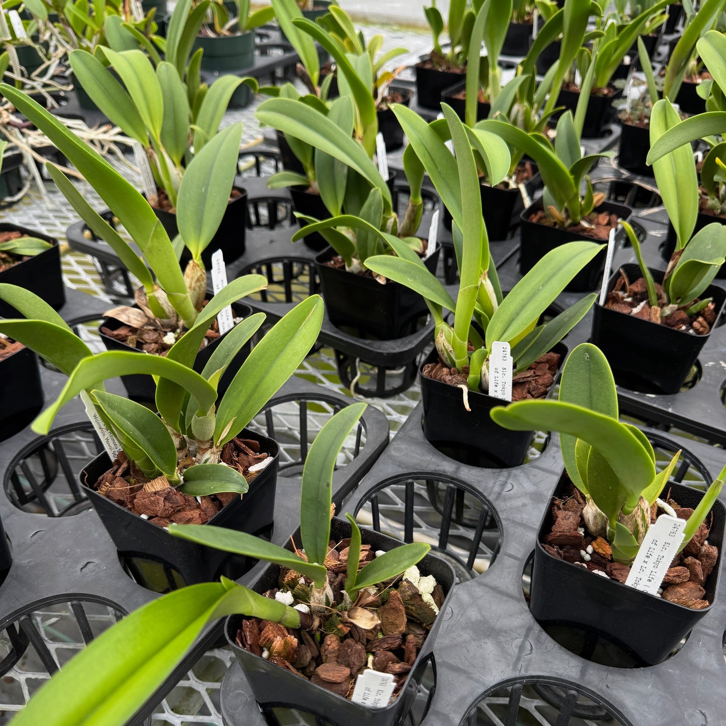 C. Tokyo Life (4" Pot) - Not Blooming