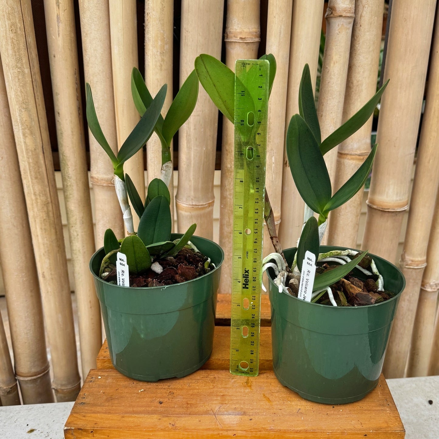 Rlc. Volcano Jewel 'Volcano Queen' (5" Pot) -Not Blooming