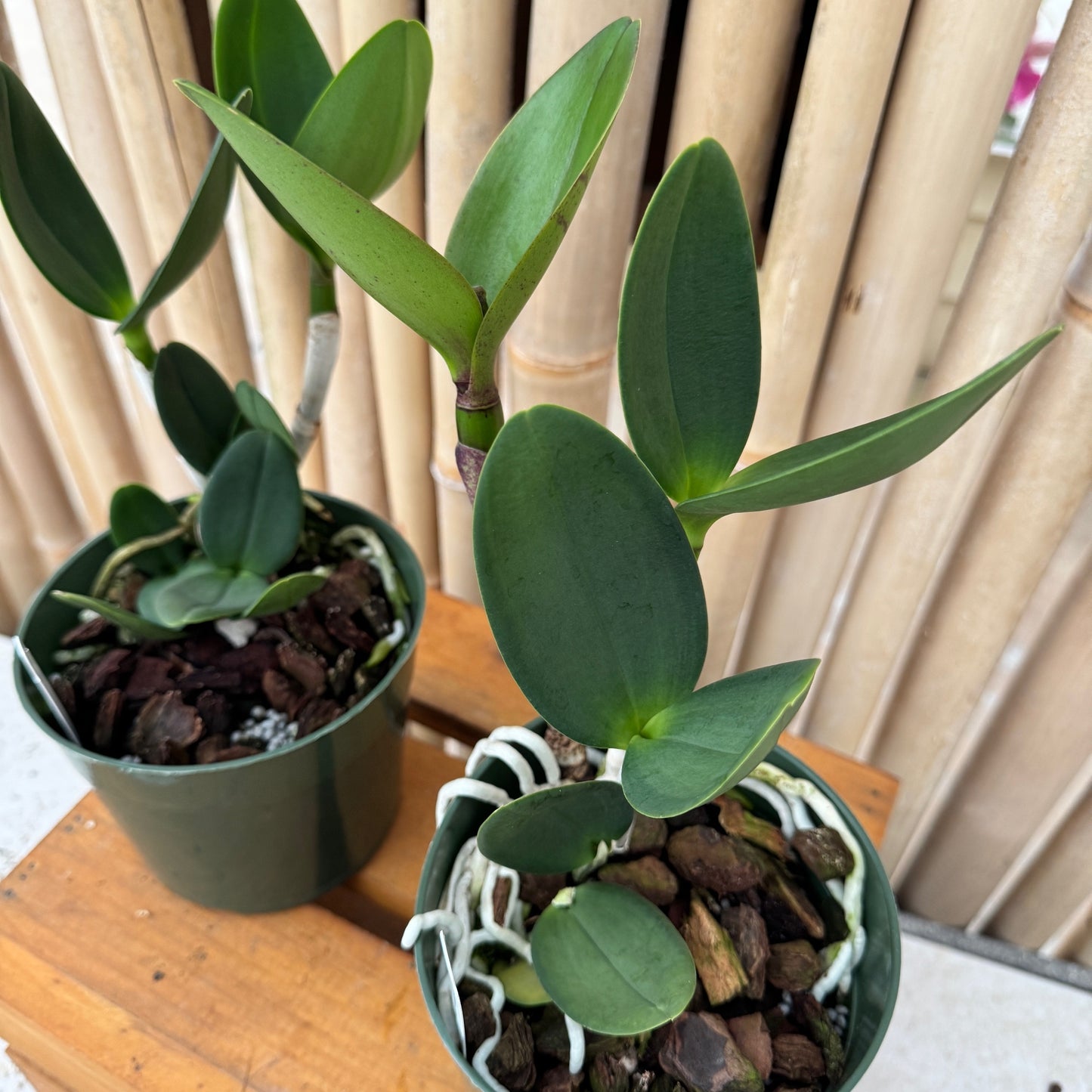 Rlc. Volcano Jewel 'Volcano Queen' (5" Pot) -Not Blooming