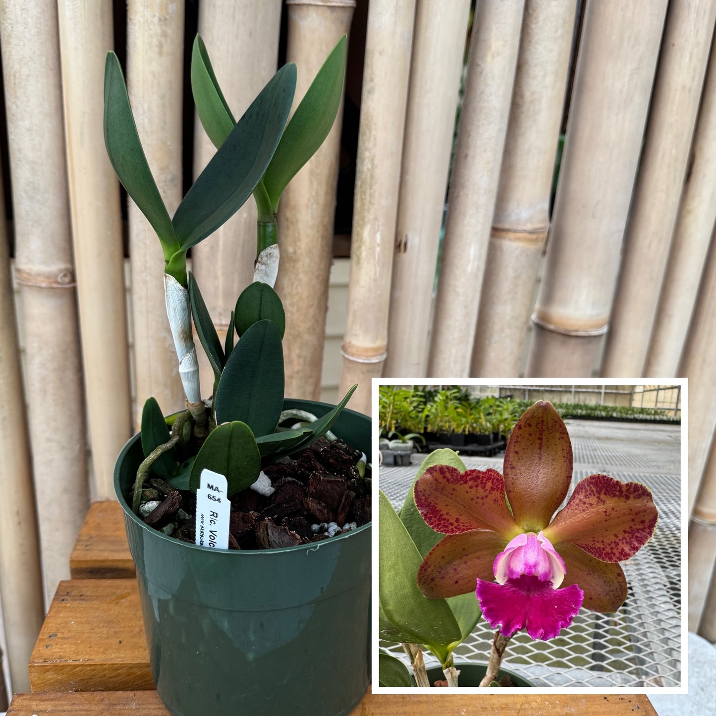 Rlc. Volcano Jewel 'Volcano Queen' (5" Pot) -Not Blooming