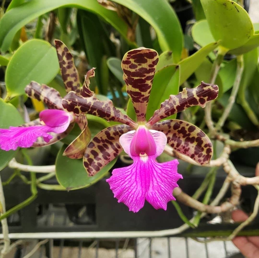 C. aclandiae 'Tiger' x '#2' (4" Pot) - Not Blooming