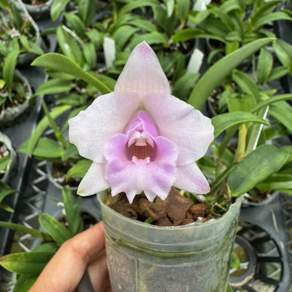 C. alaorii x sib (3" Pot) - Not Blooming