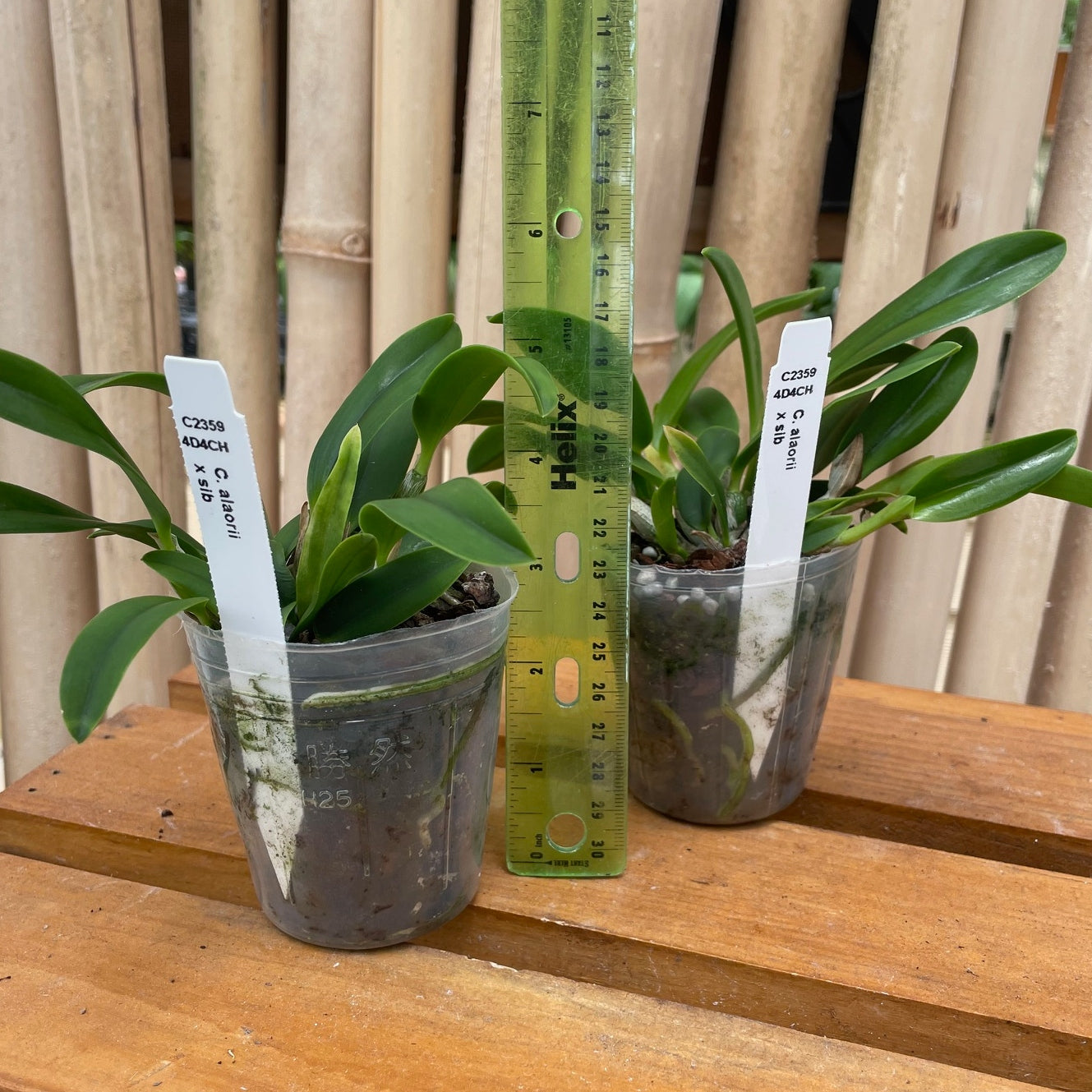 C. alaorii x sib (3" Pot) - Not Blooming