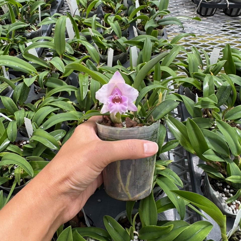 C. alaorii x sib (3" Pot) - Not Blooming
