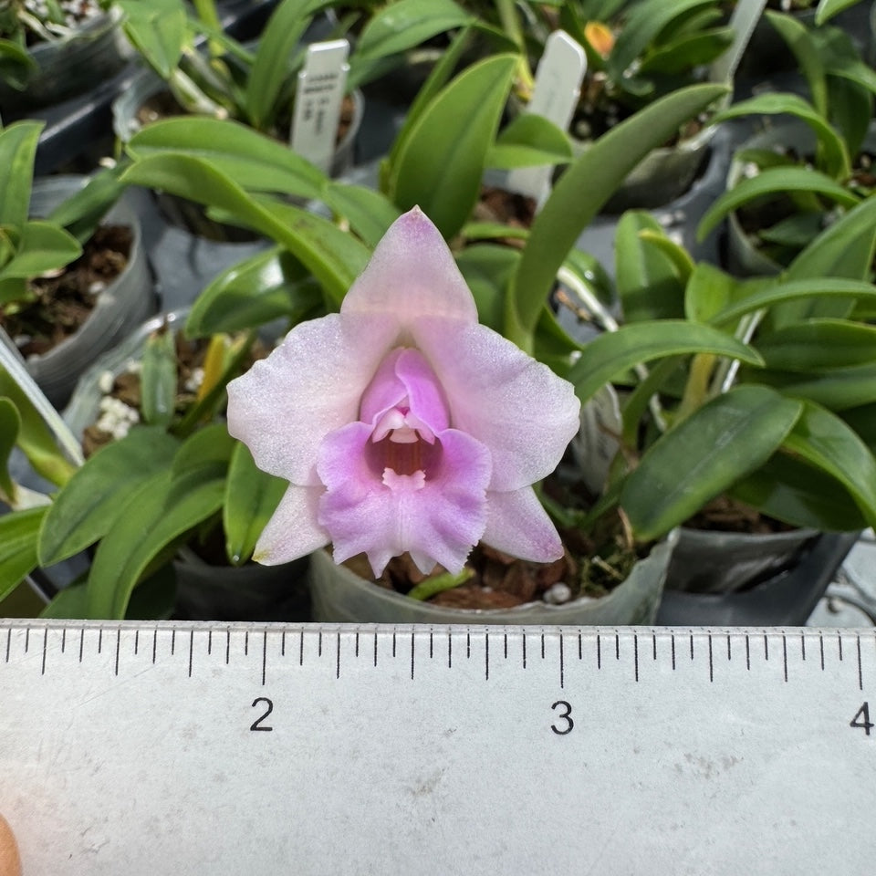 洋蘭原種 Cattleya (Luella) alaori カトレア アラオリ 実生株 Lc. Ron