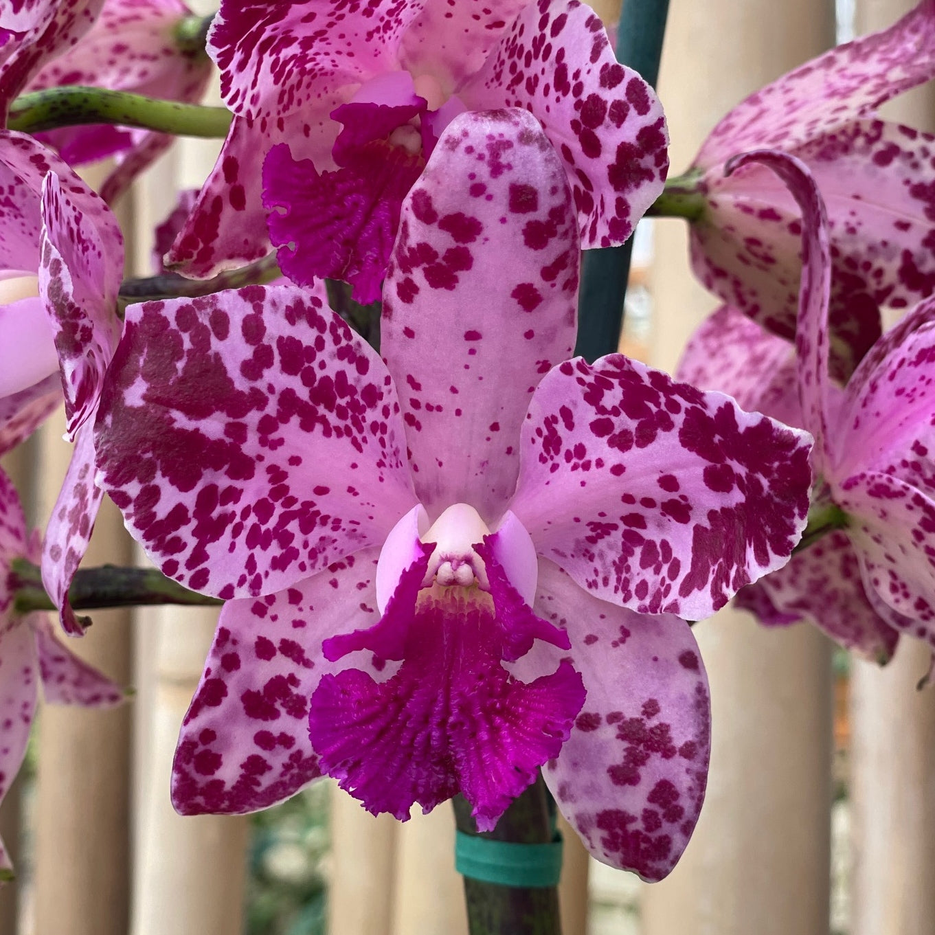 C. amethystoglossa 4N x self (3.25" Pot)
