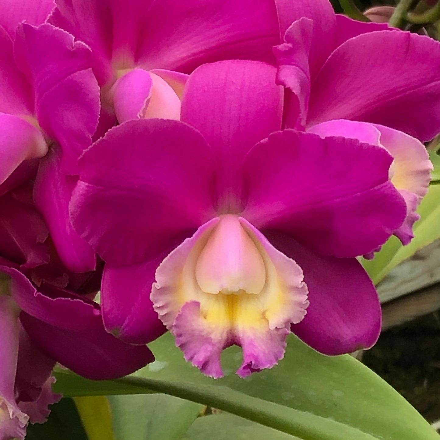 C. harrisoniana 'Streeter's Choice' FCC/AOS x self  (Starter-2.75" Pot)
