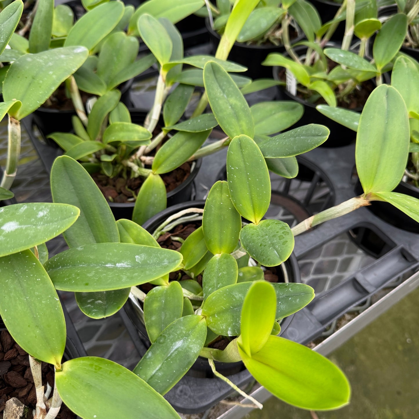 C. intermedia v. coerulea x C. intermedia 'Aranbeem' (5" Pot - Not Blooming)