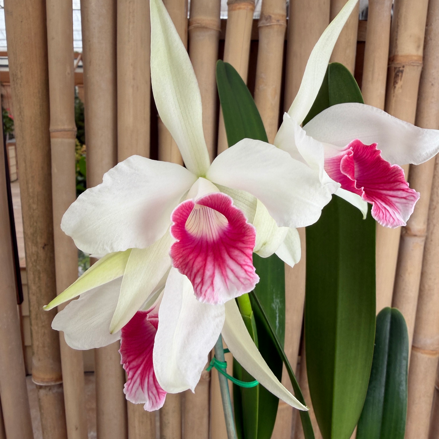 C. purpurata v. carnea x sib ('20-6' x Escura 'CH') - Buds