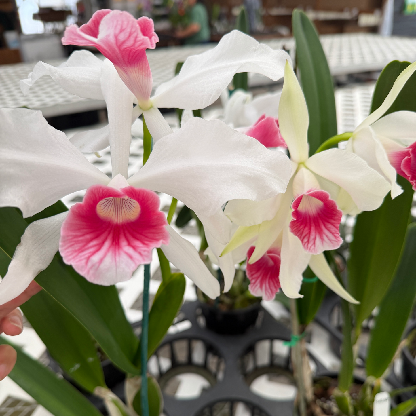 C. purpurata v. carnea x sib ('20-6' x Escura 'CH') - Buds