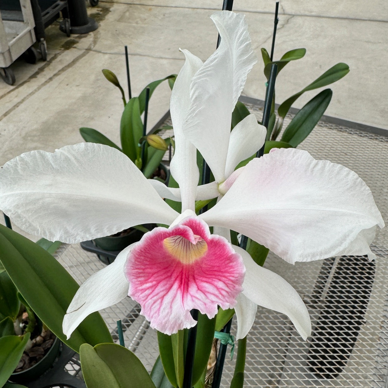 C. purpurata v. carnea x sib ('20-6' x Escura 'CH') - Buds