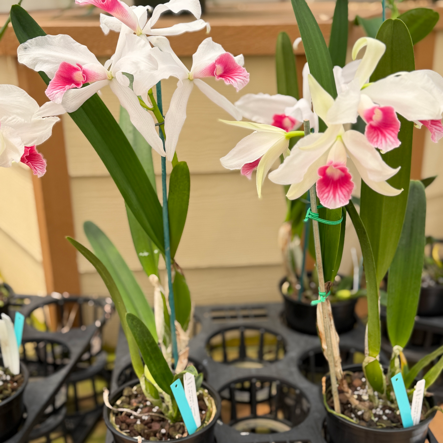 C. purpurata v. carnea x sib ('20-6' x Escura 'CH') - Buds
