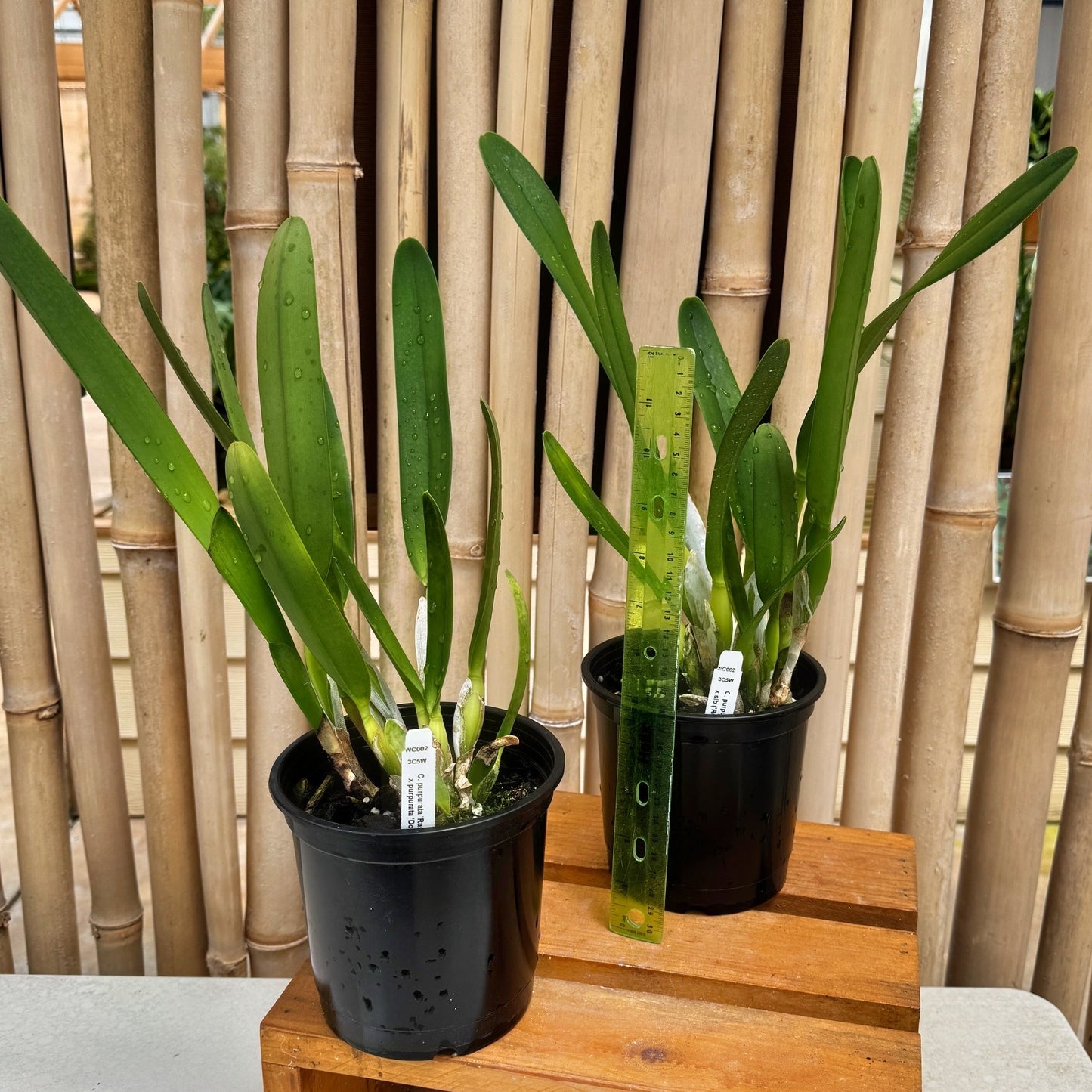 C. purpurata x sib ('Raspberry' x Double Flame') - 5" pot (Not Blooming)