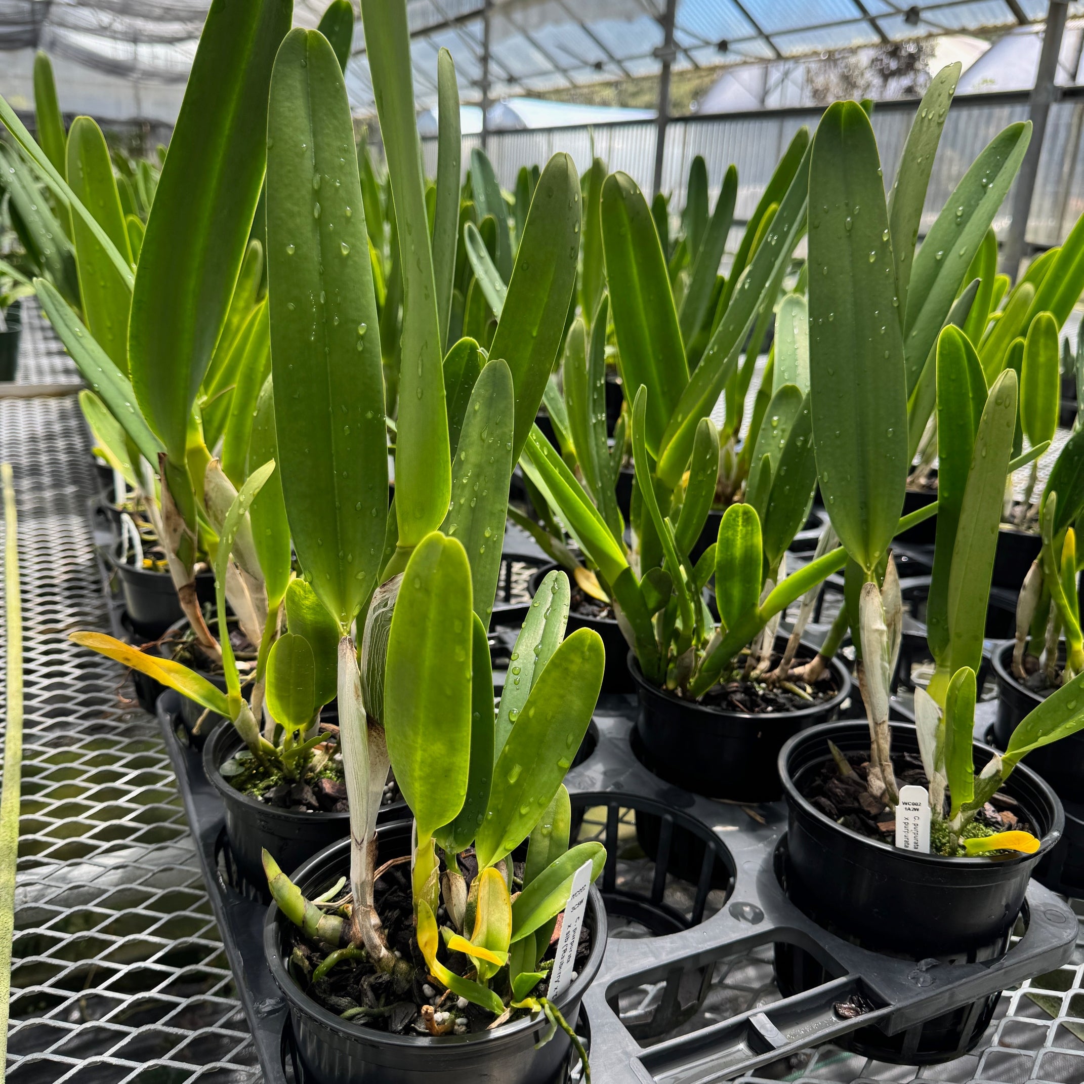 C. purpurata x sib ('Raspberry' x Double Flame') - 5