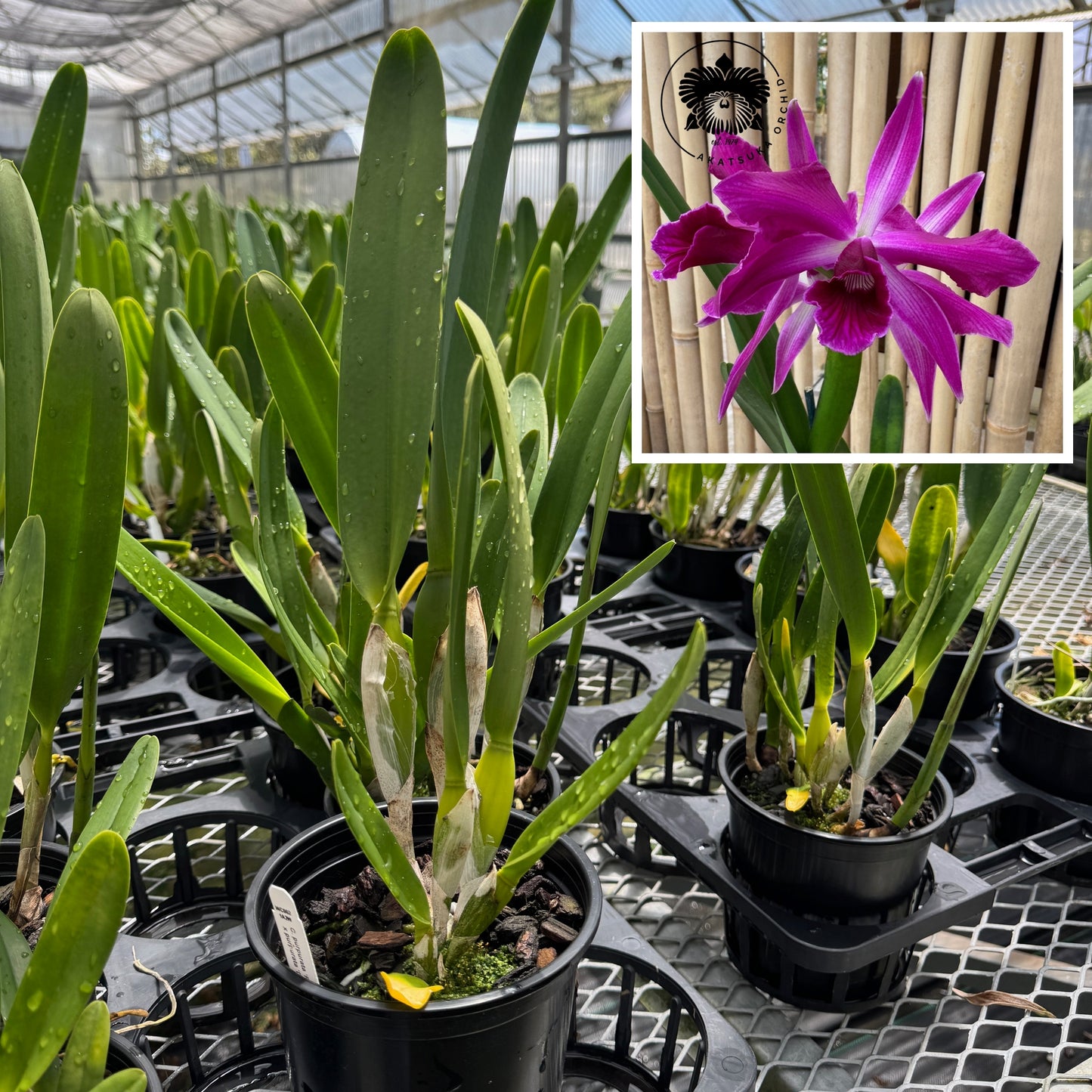 C. purpurata x sib ('Raspberry' x Double Flame') - 5" pot (Not Blooming)