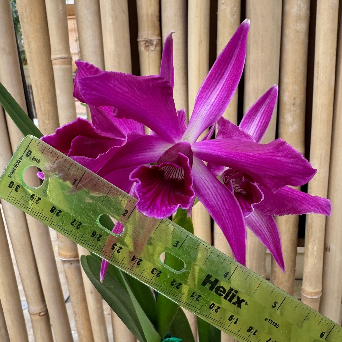 C. purpurata x sib ('Raspberry' x Double Flame') - 5