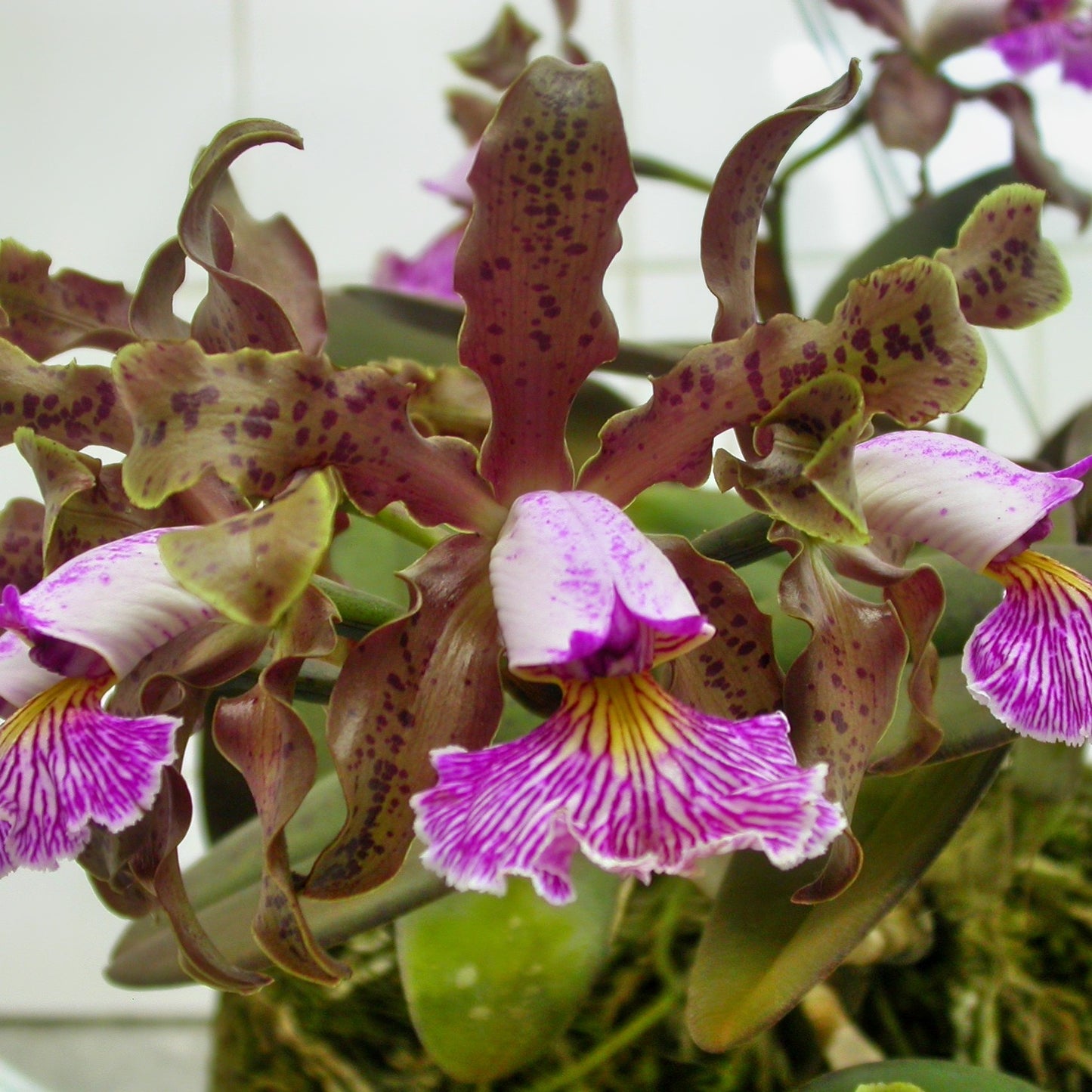 C. schilleriana x sib (4" Pot) - Not Blooming