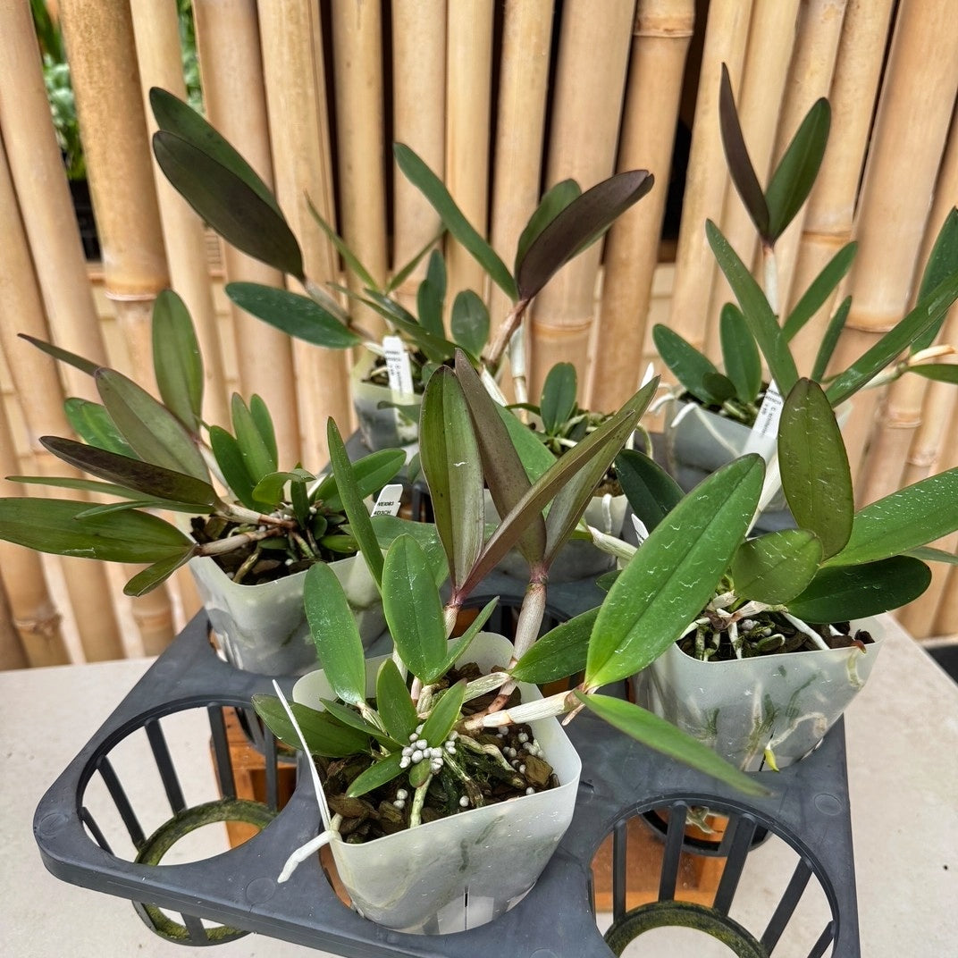 C. schilleriana x sib (4" Pot) - Not Blooming