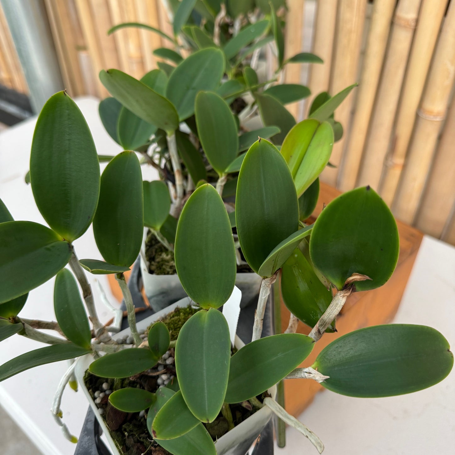 C. aclandiae 'Tiger' x '#2' (4" Pot) - Not Blooming