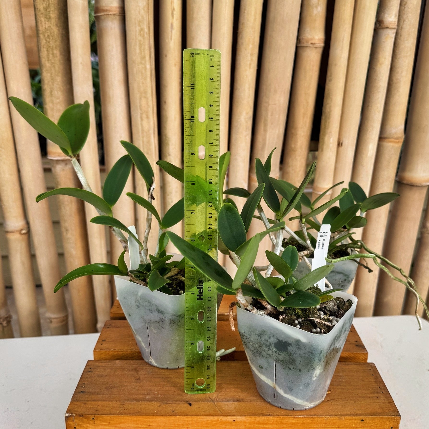 C. aclandiae 'Tiger' x '#2' (4