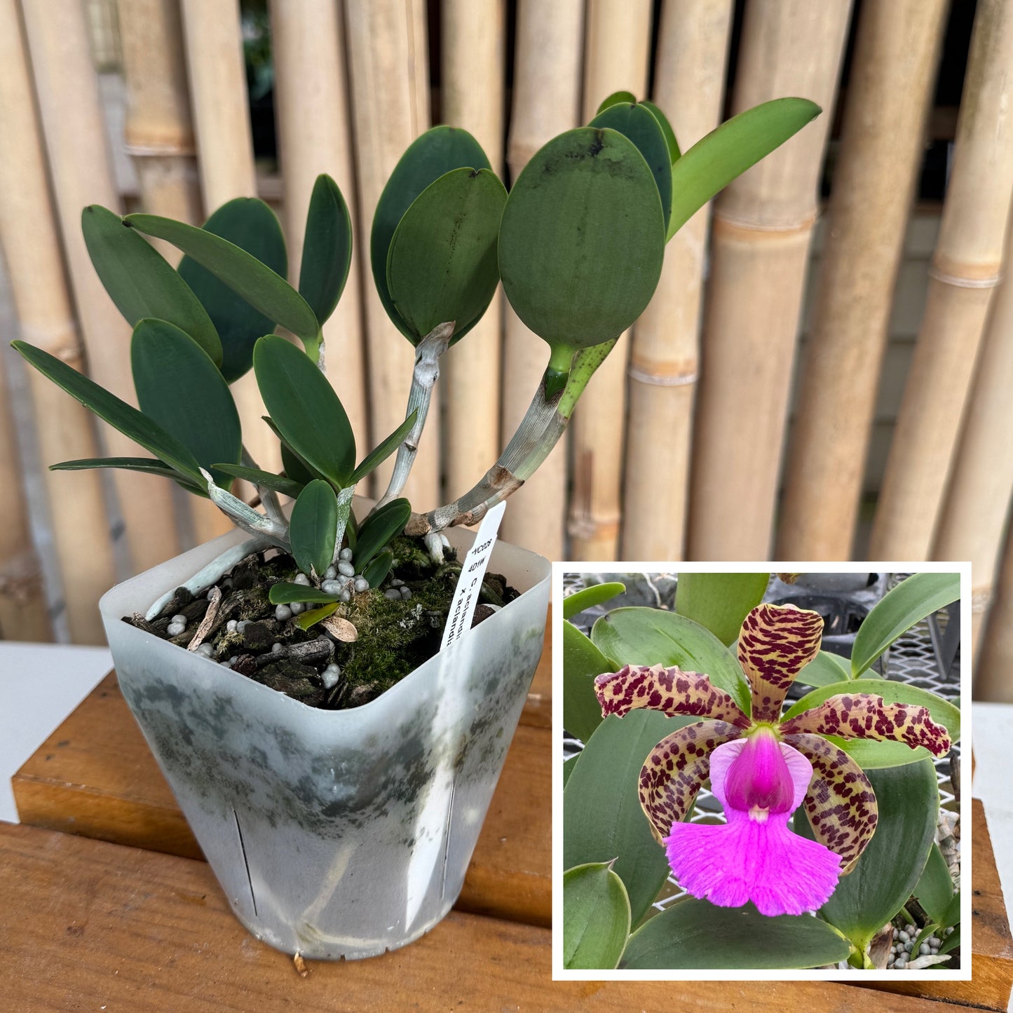 C. aclandiae 'Tiger' x '#2' (4" Pot) - Not Blooming