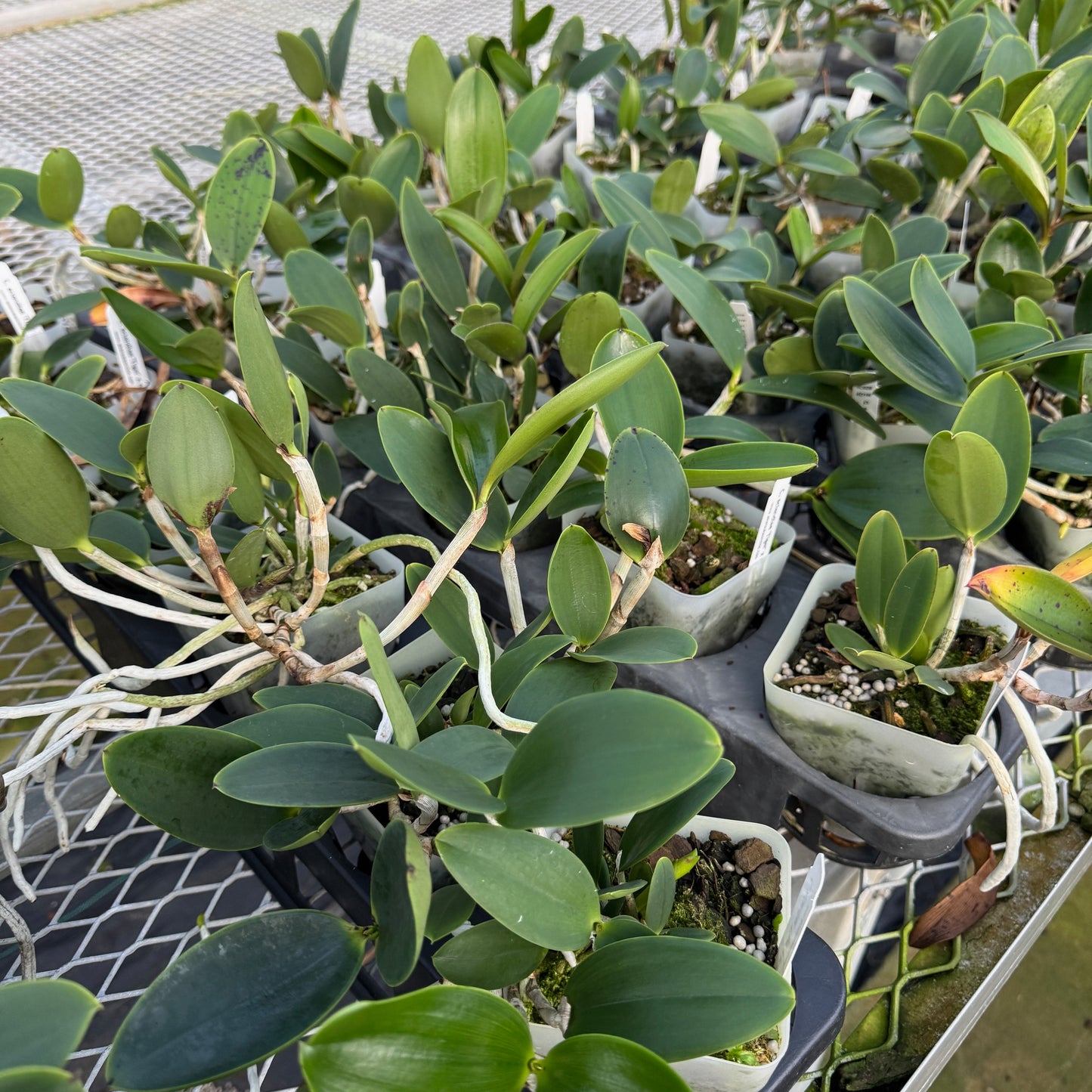 C. aclandiae 'Tiger' x '#2' (4" Pot) - Not Blooming