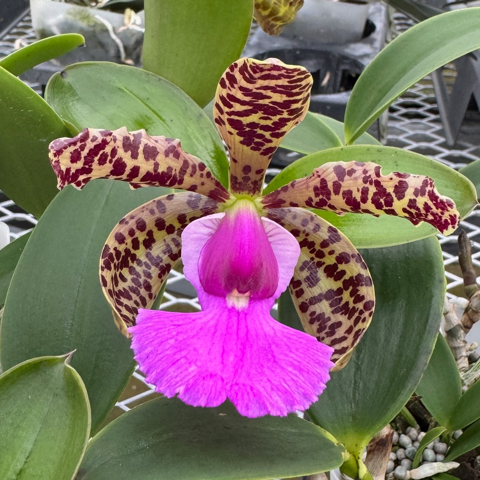 C. aclandiae 'Tiger' x '#2' (4" Pot) - Not Blooming