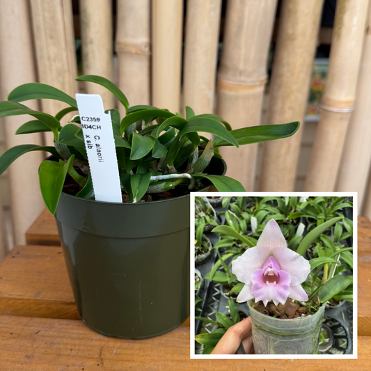 C. alaorii x sib (4" Pot) - Not Blooming