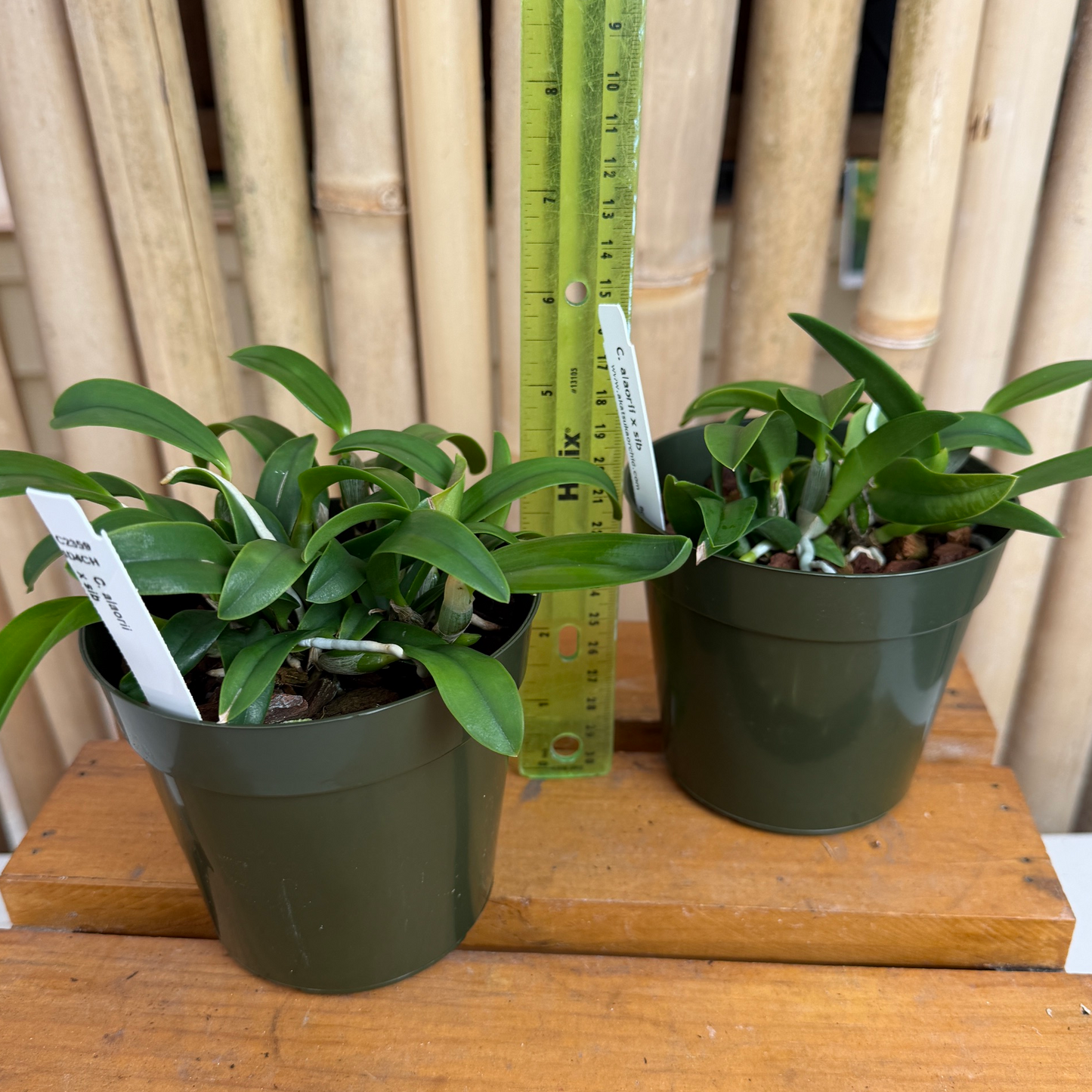 C. alaorii x sib (4" Pot) - Not Blooming