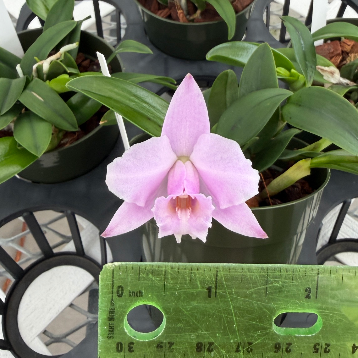 C. alaorii x sib (4" Pot) - Not Blooming