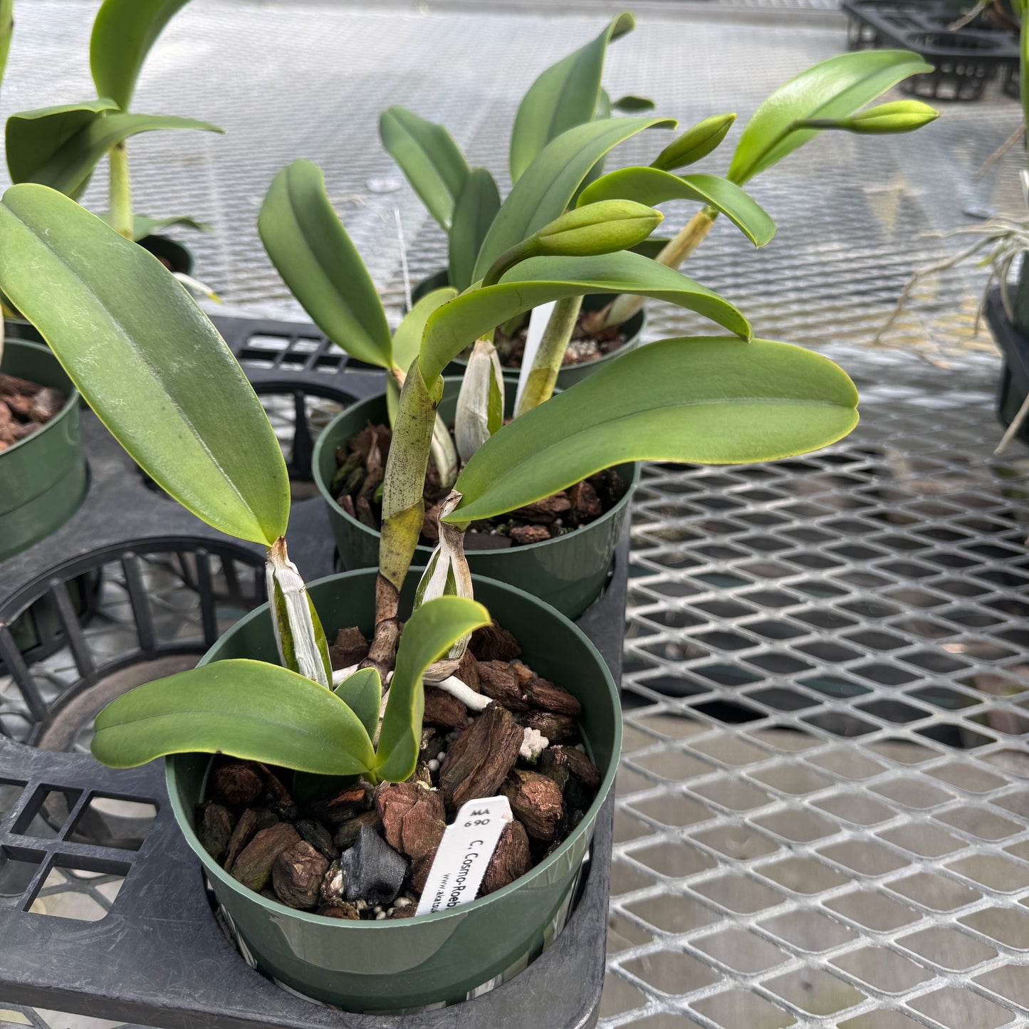 C. Cosmo-Roebling 'Volcano Queen' (5.5" Pot) - Buds