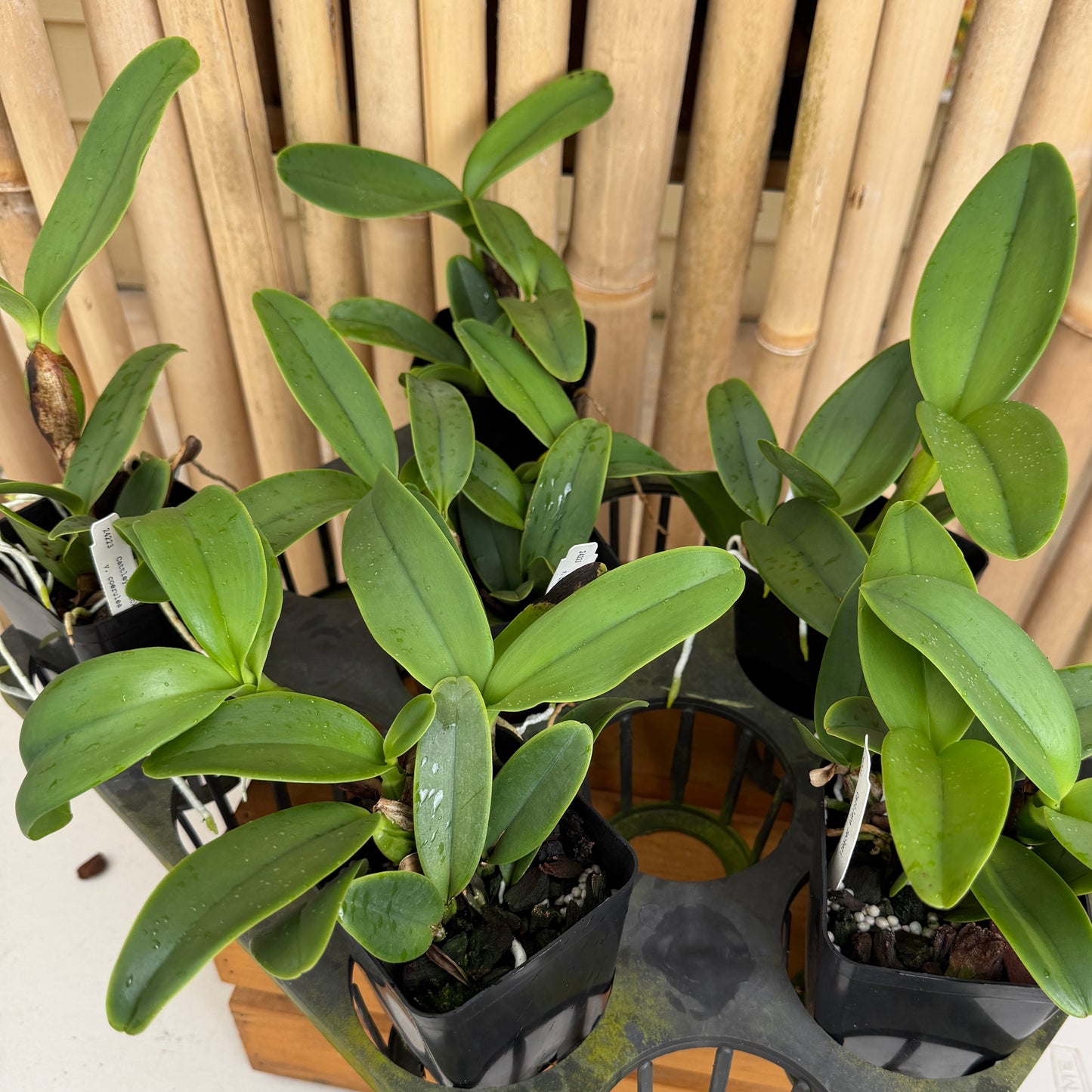 C. deckeri v. coerulea 4N x self (4" Pot) - Not Blooming