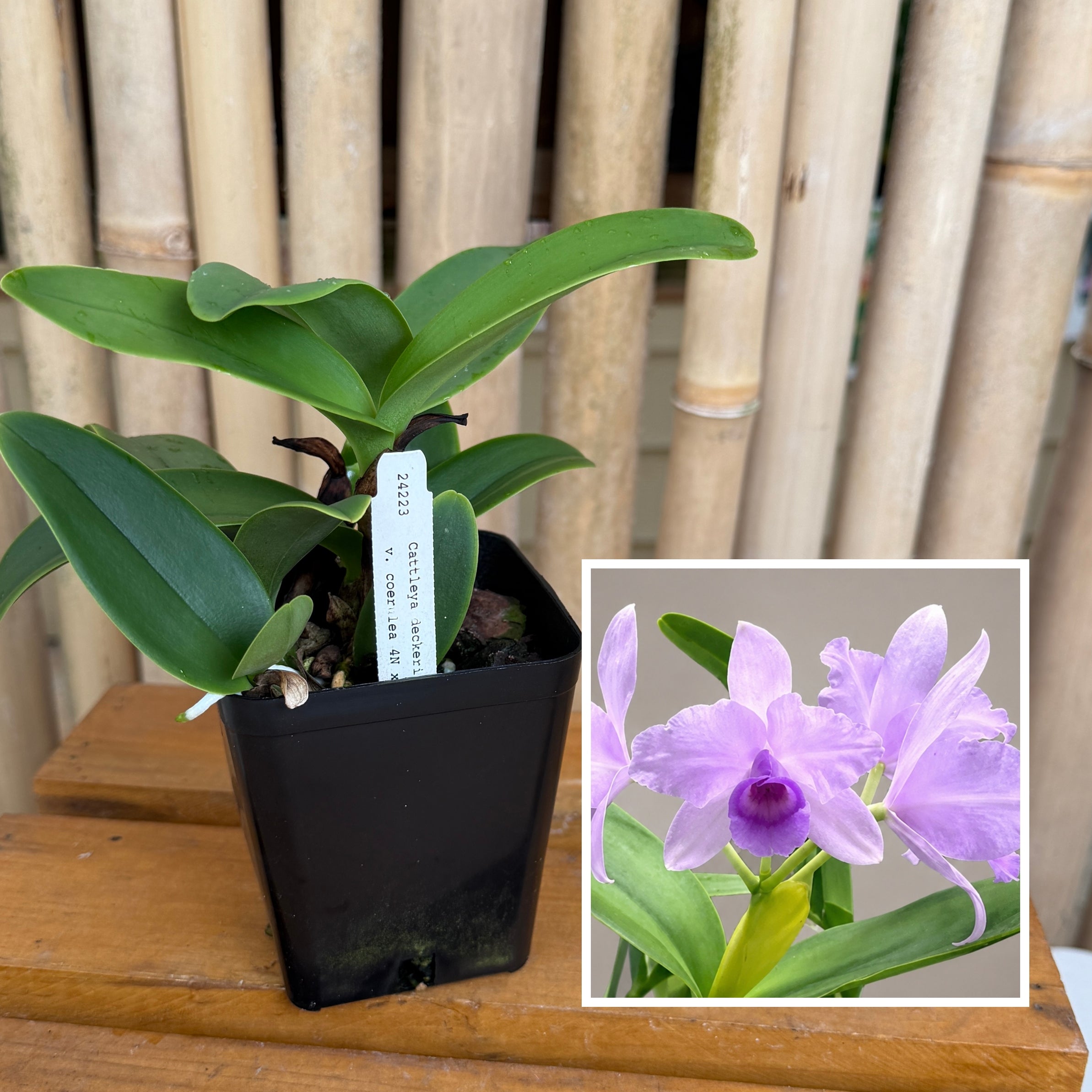 C. deckeri v. coerulea 4N x self (4