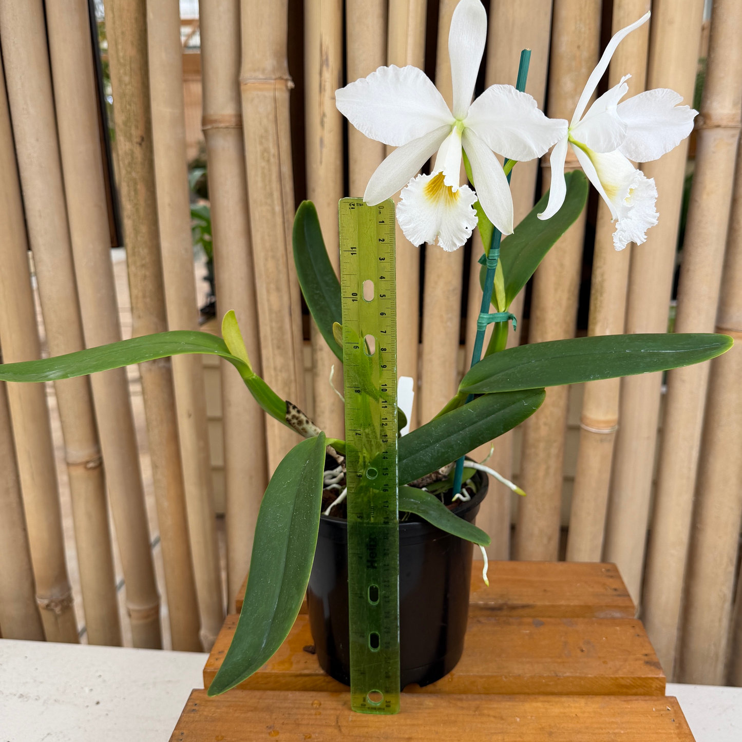C. jenmanii v. alba x sib (5" pot) - Not Blooming