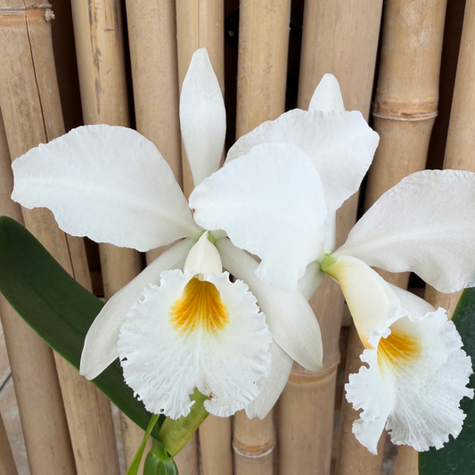C. jenmanii v. alba x sib (5" pot) - Buds