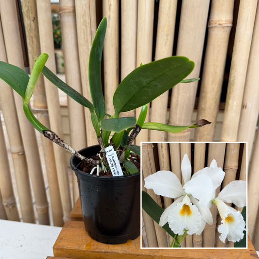 C. jenmanii v. alba x sib (5" pot) - Not Blooming
