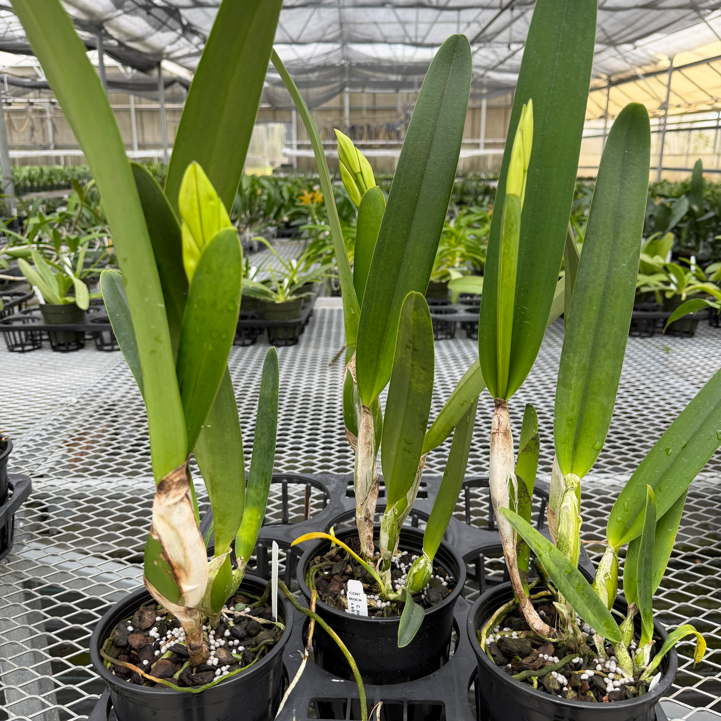 C. purpurata v. carnea x sib ('20-6' x Escura 'CH') - Buds