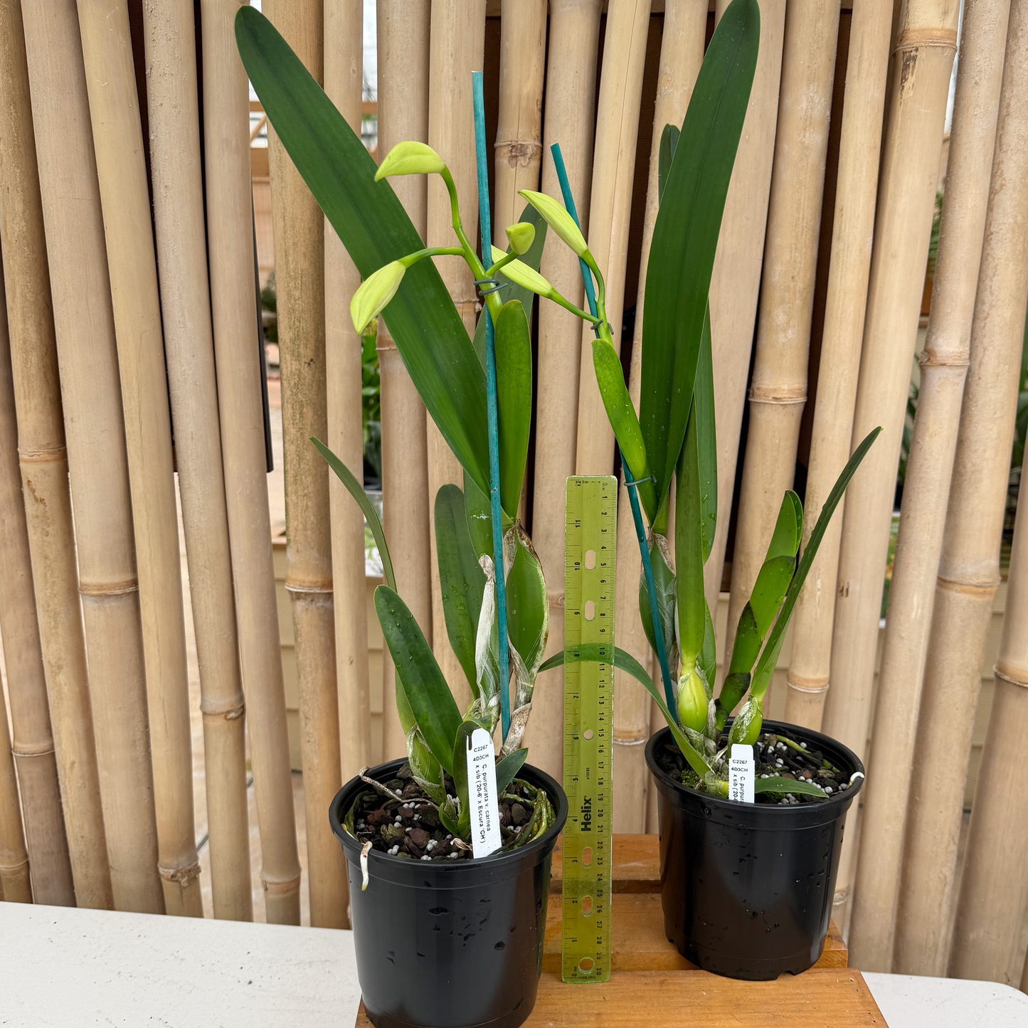 C. purpurata v. carnea x sib ('20-6' x Escura 'CH') - Buds