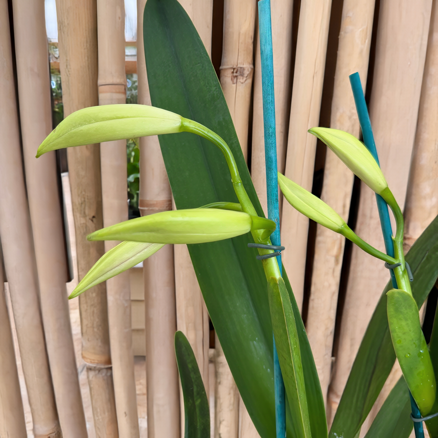 C. purpurata v. carnea x sib ('20-6' x Escura 'CH') - Buds