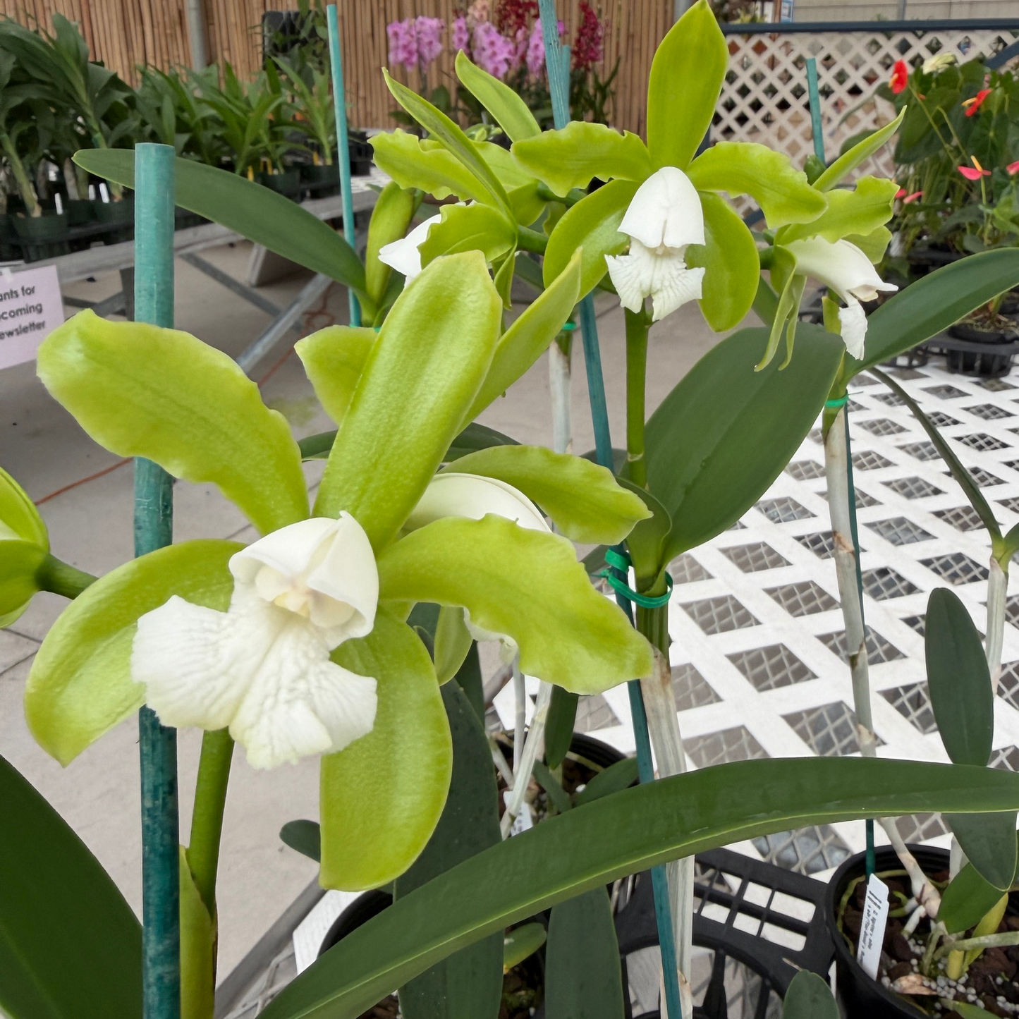 Cattleya tigrina v. alba x sib ('Too Good' x 'Super Nice') - Budded (5" Pot)