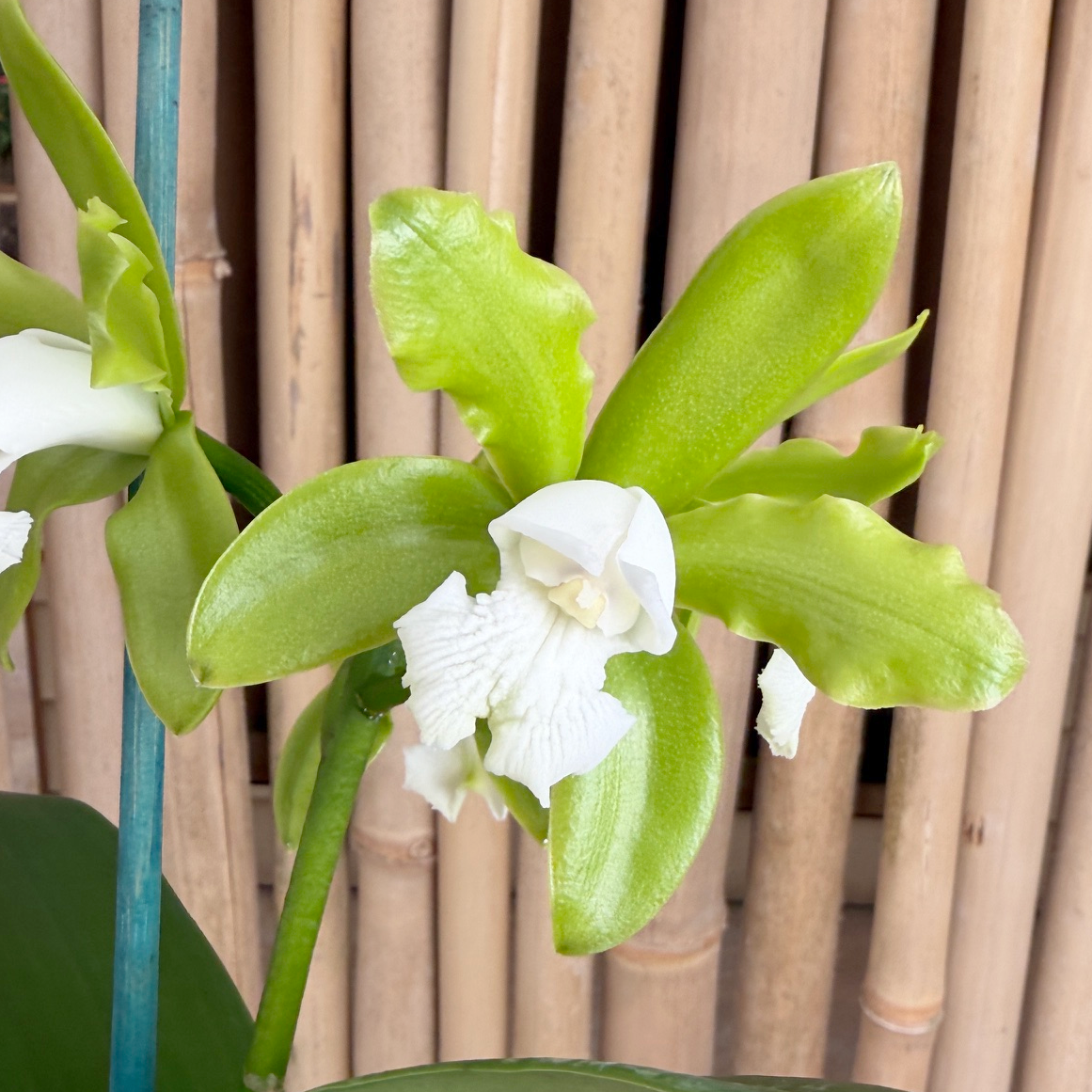 Cattleya tigrina v. alba x sib ('Too Good' x 'Super Nice') - Budded (5" Pot)