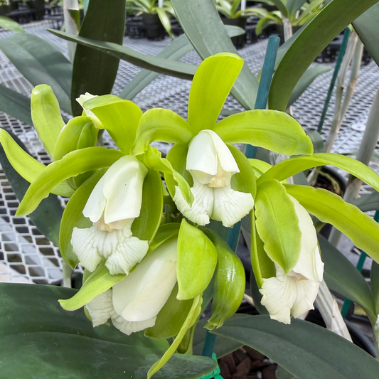 C. tigrina v. alba 'Too Good' x self - Buds