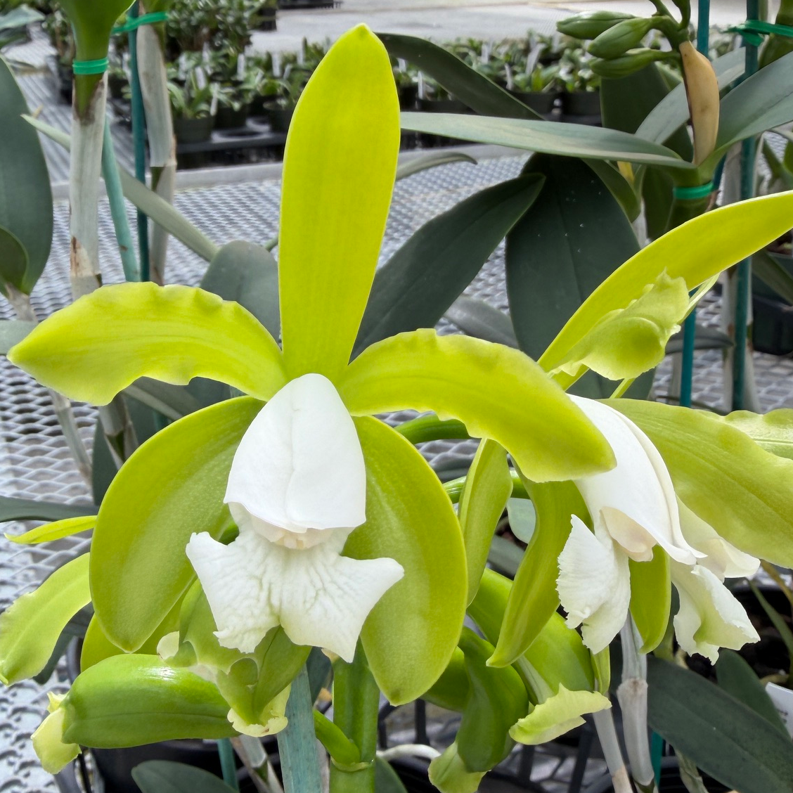 C. tigrina v. alba 'Too Good' x self - Buds