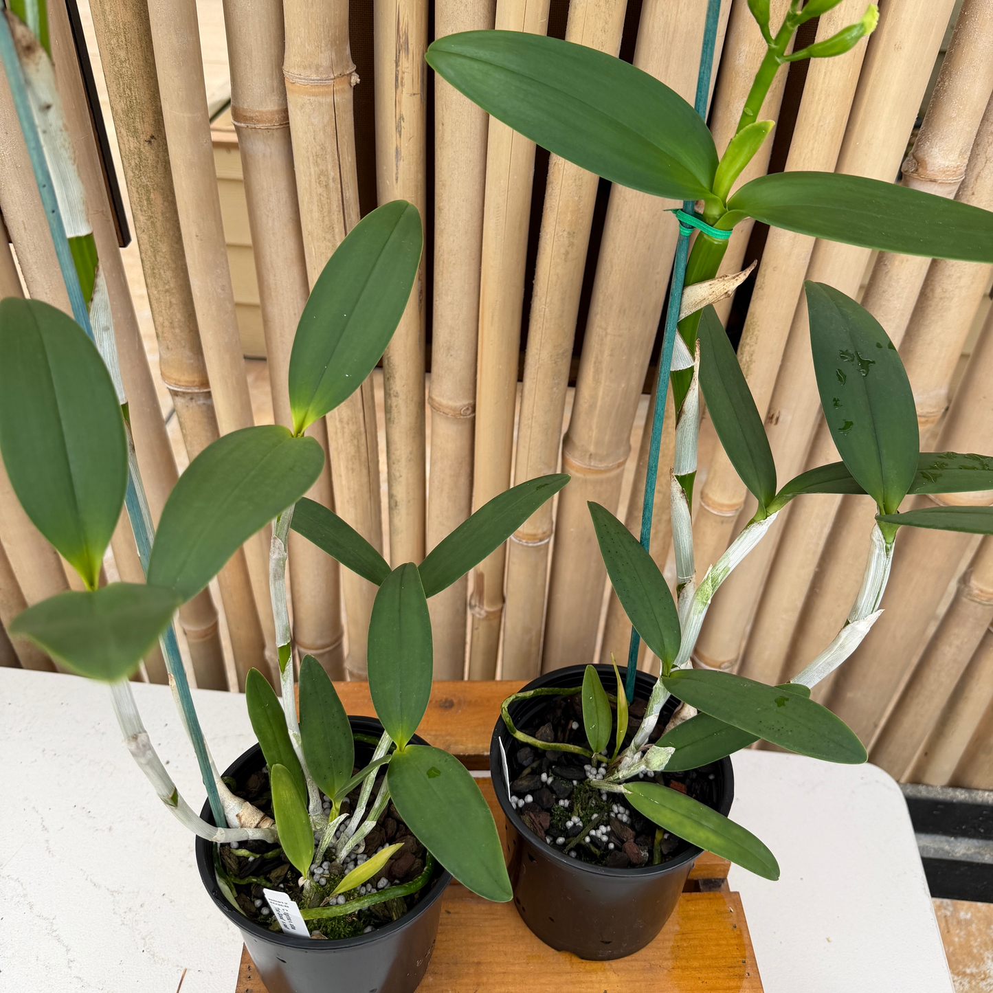 C. tigrina v. alba 'Too Good' x self - Buds