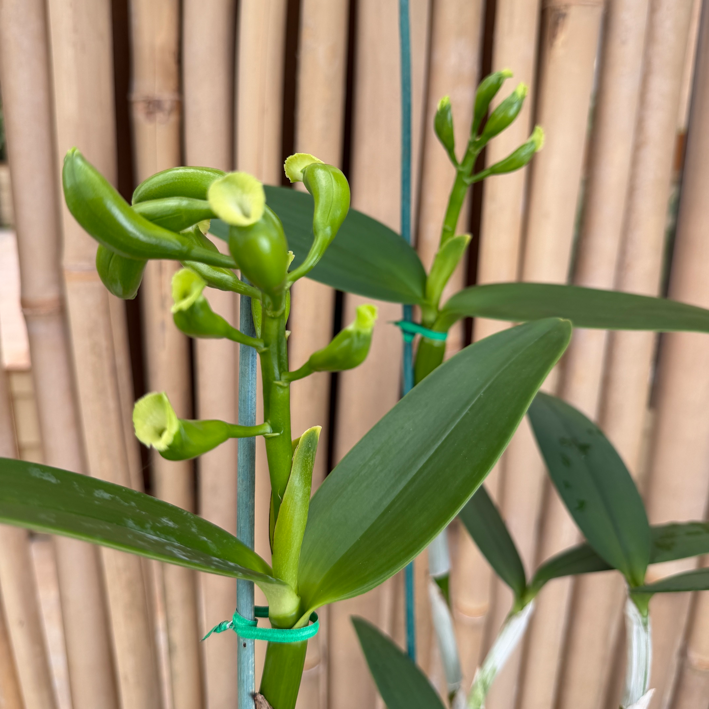 C. tigrina v. alba 'Too Good' x self - Buds