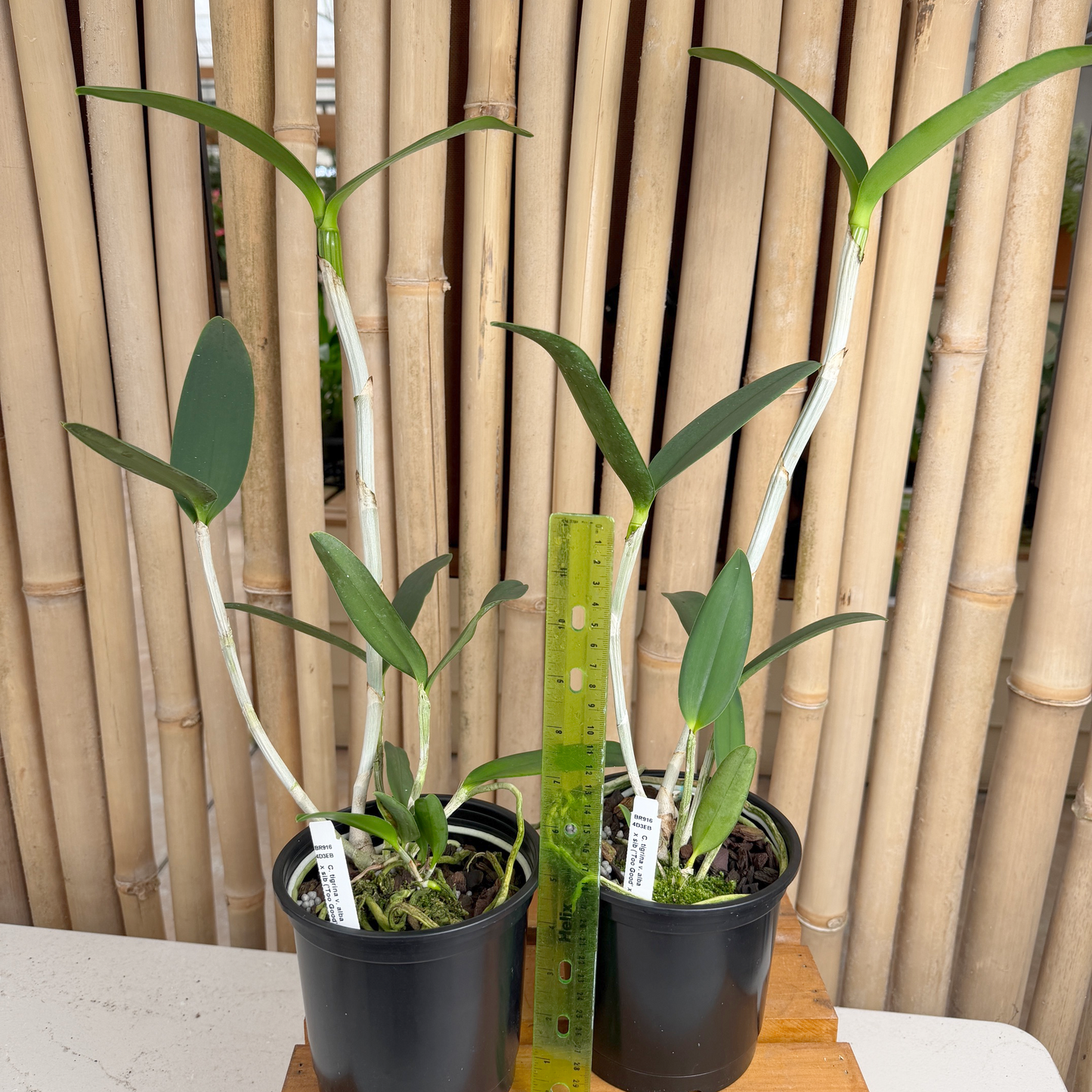 Cattleya tigrina v. alba x sib ('Too Good' x 'Super Nice') - (5"Pot) - Not Blooming