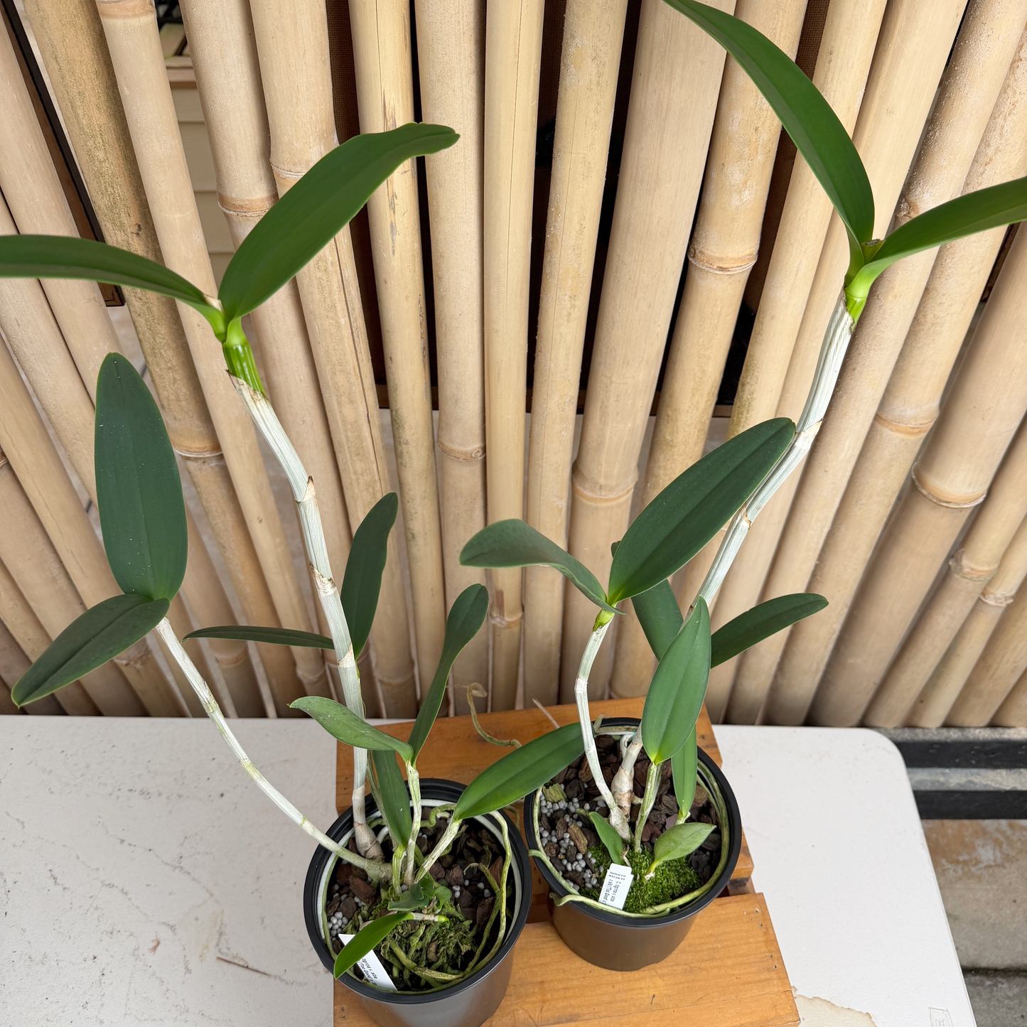 Cattleya tigrina v. alba x sib ('Too Good' x 'Super Nice') - (5"Pot) - Not Blooming